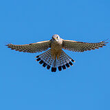 Birds of prey